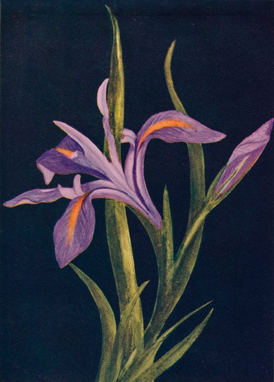 Íris à terra, c1915, 1915 de Emma Graham Clock
