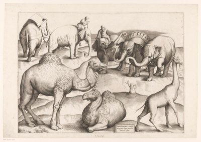 Oito animais
Animais após murais antigos (título da série)
Speculum Romanae Magnificentiae (título da série) de Enea Vico (attributed to)