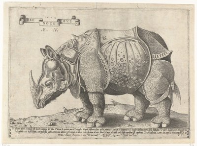 Neushoorn Rhinocerus (título no objeto) de Enea Vico