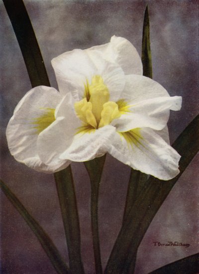 Uma forma japonesa dupla de I Kaempferi (foto a cores) de English Photographer