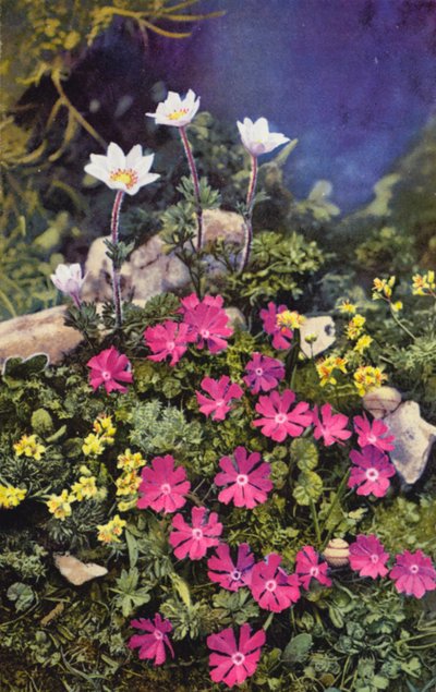 Flores alpinas: Draba Aizoides com Primula Minima (centro) e Anemone Baldensis (atrás) (fotografia a cores) de English Photographer