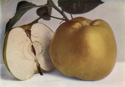 Apple, Lord Derby (fotografia a cores) de English Photographer