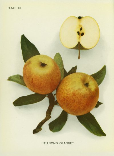 Maçãs de Inglaterra: Laranja de Ellison (fotografia a cores) de English Photographer