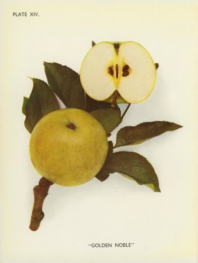 Maçãs de Inglaterra: Golden Noble (fotografia a cores) de English Photographer