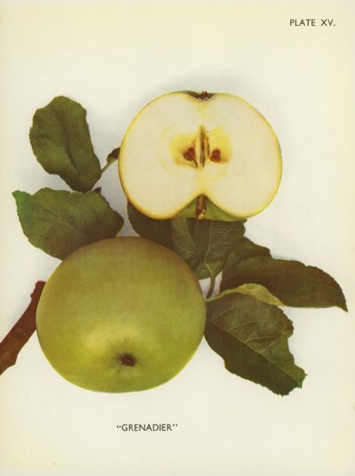 Maçãs de Inglaterra: Grenadier (fotografia a cores) de English Photographer