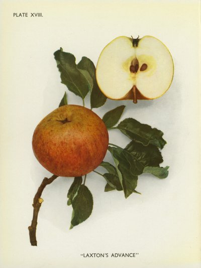 Äpfel von England: Laxton