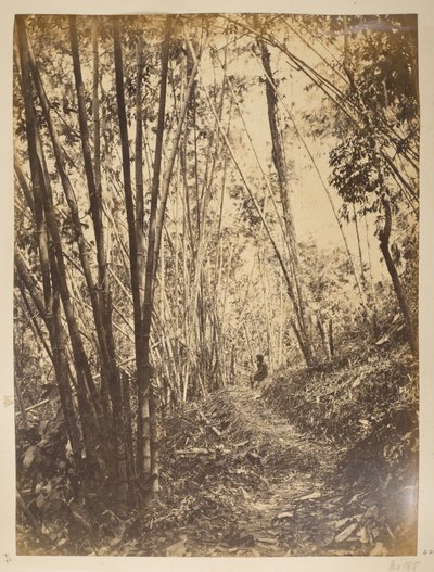 Floresta de bambu na teesta.  Vistas de Darjeeling. década de 1870 de English Photographer