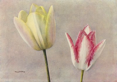 Beleza do banho e dos cravos (fotografia a cores) de English Photographer