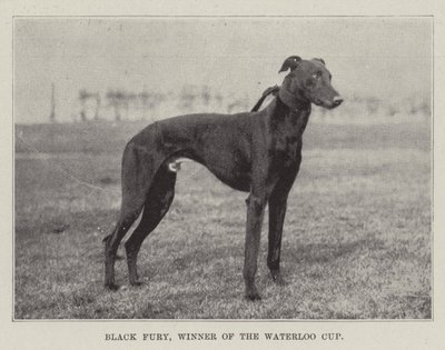 Fúria Negra, Vencedora da Taça de Waterloo de English Photographer