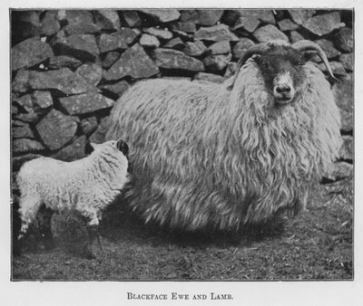 Blackface Ewe and Lamb (foto a p/b) de English Photographer