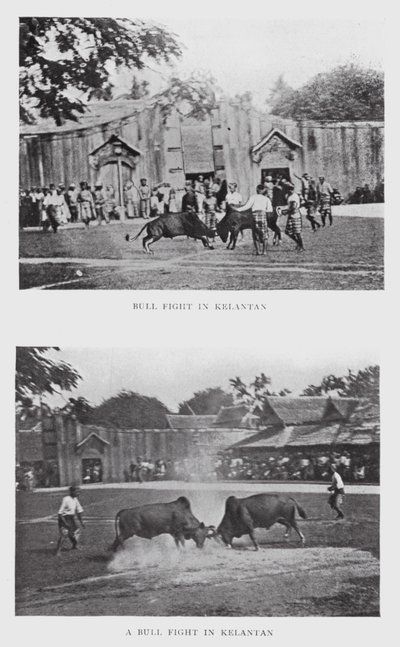 Luta de touros em Kelantan (foto a p/b) de English Photographer