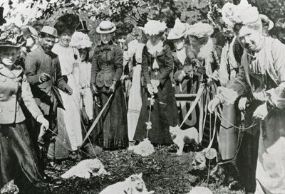 Cat show no Royal Botanic Gardens, em Westminster, em 1900 de English Photographer
