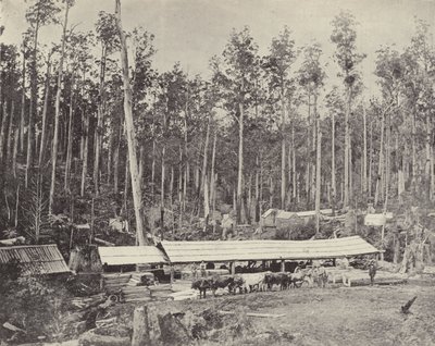 Serração de Childers, Gippsland de English Photographer