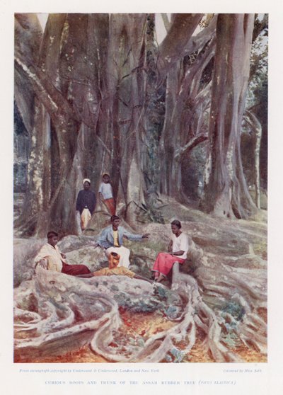 Curiosas raízes e tronco da árvore da borracha de Assam, Ficus Elastica (foto colorida) de English Photographer