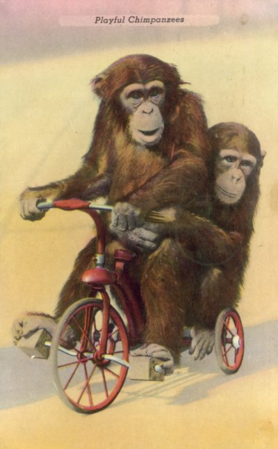 Chimpanzés ciclistas (foto a cores) de English Photographer