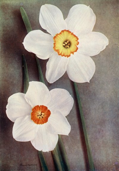 Narciso (fotografia a cores) de English Photographer