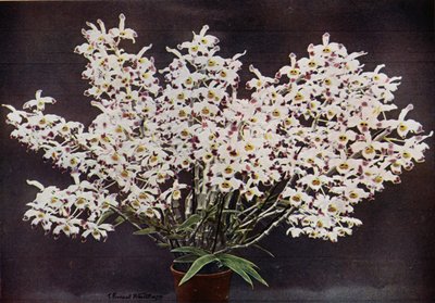 Dendrobium Wardianum (fotografia a cores) de English Photographer