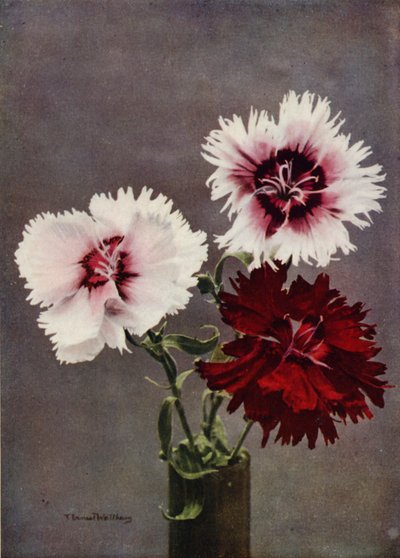 Dianthus Chinensis, var Heddewigii (fotografia a cores) de English Photographer