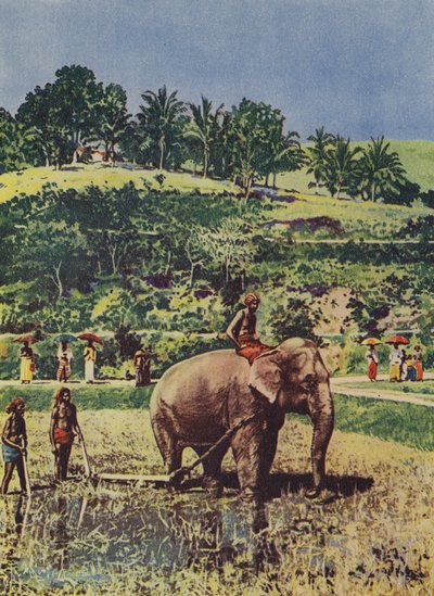 Elefante ajudando a arar os campos de arroz na Índia de English Photographer