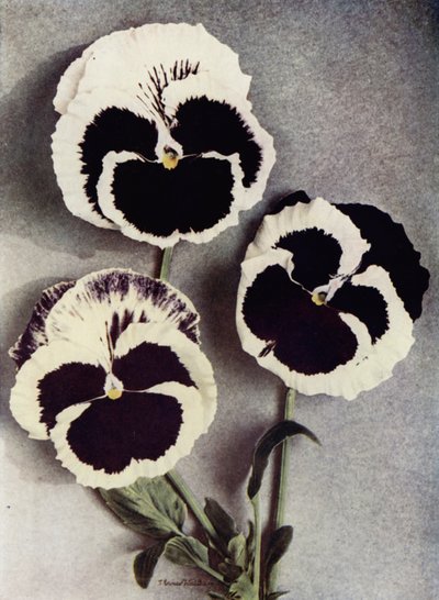 Fancy Pansies, Miss Neil, Mrs J Stewart, e Margaret Fife (fotografia a cores) de English Photographer
