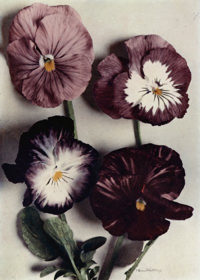 Fancy Violas, Louie Granger, Sra. Chichester, Kate Houston e Duque de Argyle (fotografia a cores) de English Photographer