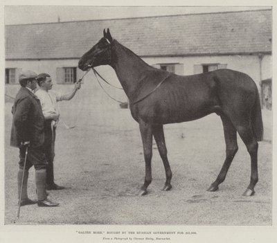 Galtee More, comprada pelo governo russo por £ 21.000 de English Photographer