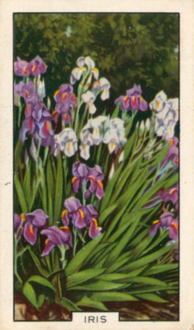 Flores de jardim: Íris (foto colorida) de English Photographer