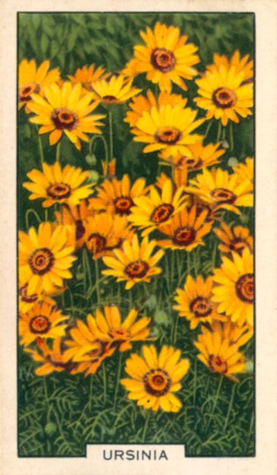 Flores de jardim: Ursínia (fotografia colorida) de English Photographer