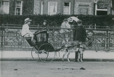 Transporte desenhado por cabras de English Photographer