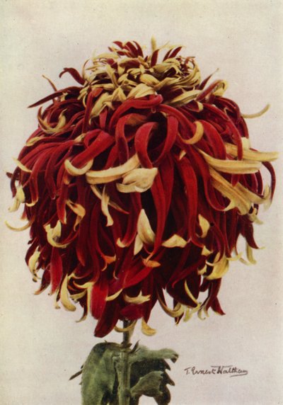 H C Till (fotografia a cores) de English Photographer