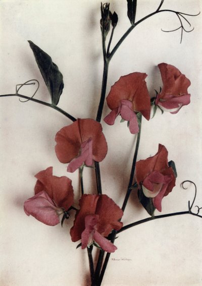 Helen Lewis (fotografia a cores) de English Photographer