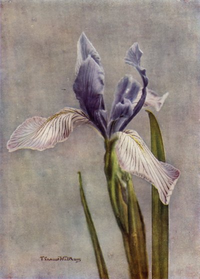 I Longipetala, um belo Apogon Iris (foto a cores) de English Photographer