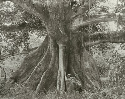 Jamaica: Tom Cringles Cotton Tree, Spanish Town Road (fotografia a preto e branco) de English Photographer
