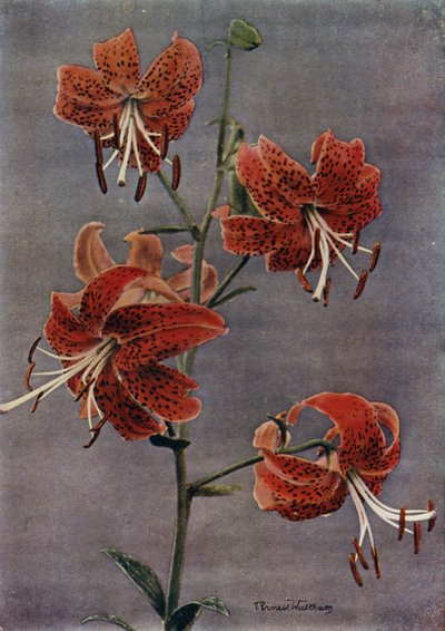 L Maximowiczii von English Photographer