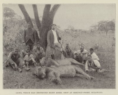 Leões, que haviam destruído Oito Asses, atiraram em Sebungu-Poort, Bulawayo de English Photographer