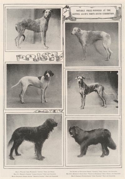 Notáveis ganhadores de prêmio na Quarenta e Sexta Exposição do Kennel Clubs de English Photographer