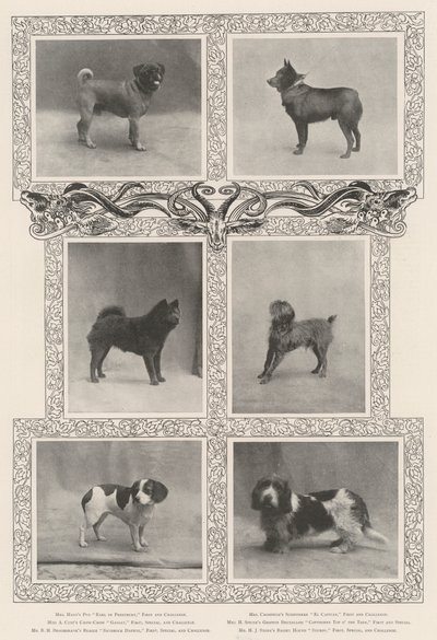 Notáveis ganhadores de prêmio na Quarenta e Sexta Exposição do Kennel Clubs de English Photographer