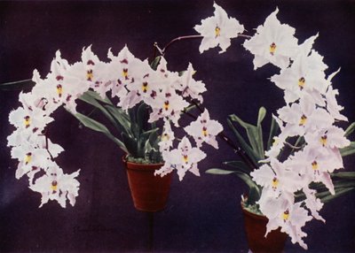 Odontoglossum Crispum (fotografia a cores) de English Photographer