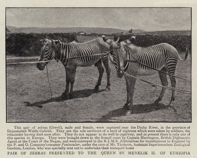 Par de zebras apresentado à rainha por Menelik II da Etiópia de English Photographer