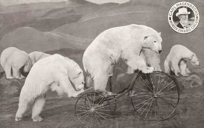 Urso polar montado num triciclo, Zoológico e Circo Grande de Carl Hagenbeck, Olympia, Londres (foto a p/b) de English Photographer