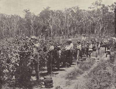 Catadores de framboesa no trabalho, Wandin Yallock de English Photographer
