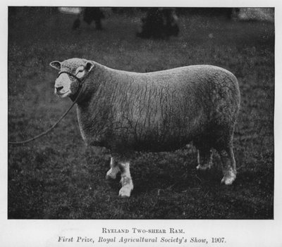 Ryeland Two-shear Ram, Primeiro Prêmio, Show da Royal Agricultural Society de English Photographer