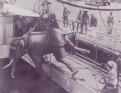 Enviando um elefante, Rangoon de English Photographer