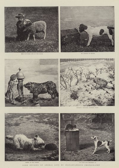 Alguns estudos de vida animal por fotografia instantânea de English Photographer