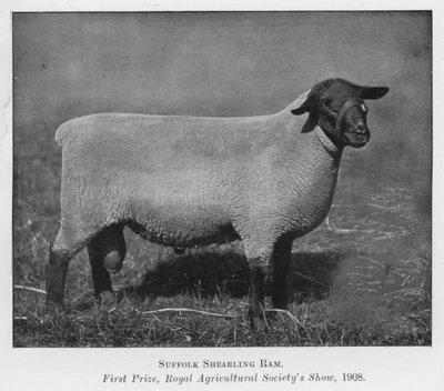 Suffolk Shearling Ram, Primeiro Prémio, Royal Agricultural Society