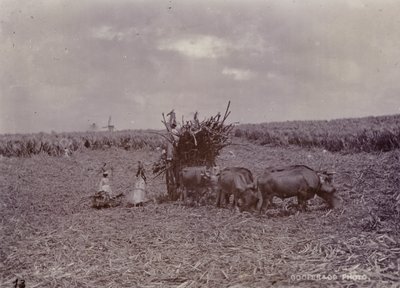 Plantação de açúcar, Barbados, 1880 de English Photographer