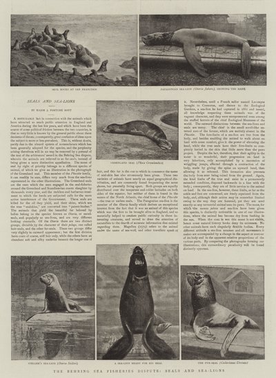 A Disputa, Focas e Leões-marinhos da Pesca no Mar de Behring de English Photographer