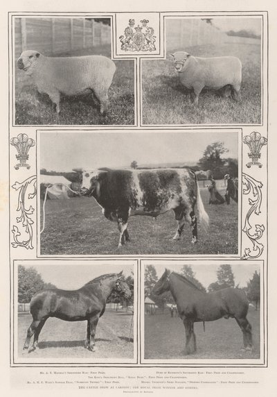 The Cattle Show em Cardiff, o vencedor do Prêmio Real e outros de English Photographer