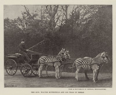 O honorável Walter Rothschild e sua equipe de zebras de English Photographer