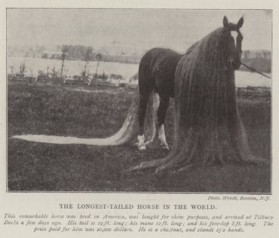 O cavalo de cauda mais longa do mundo de English Photographer